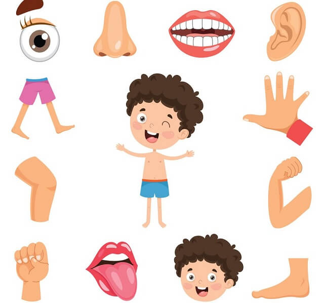 أعضاء الجسم